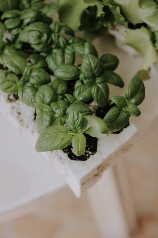 How to Start a Small Herb Garden Indoors: A Beginner’s Guide